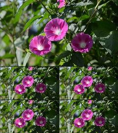 喇叭花的视频,探寻自然之美，感受生命律动