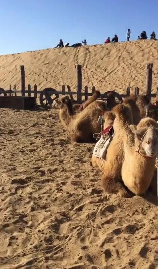 骆驼 视频,骆驼的生存智慧与人类利用